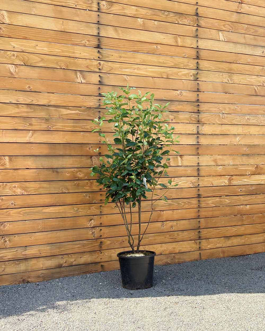 Kupfer-Felsenbirne – Amelanchier × lamarckii (Mehrstämmig)