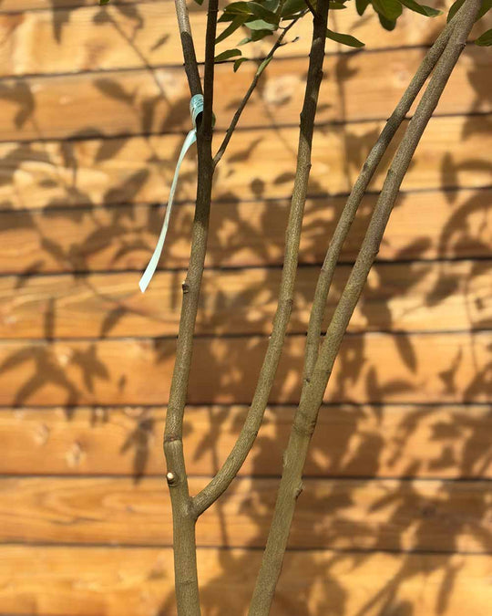 Kupfer-Felsenbirne – Amelanchier × lamarckii (Mehrstämmig)