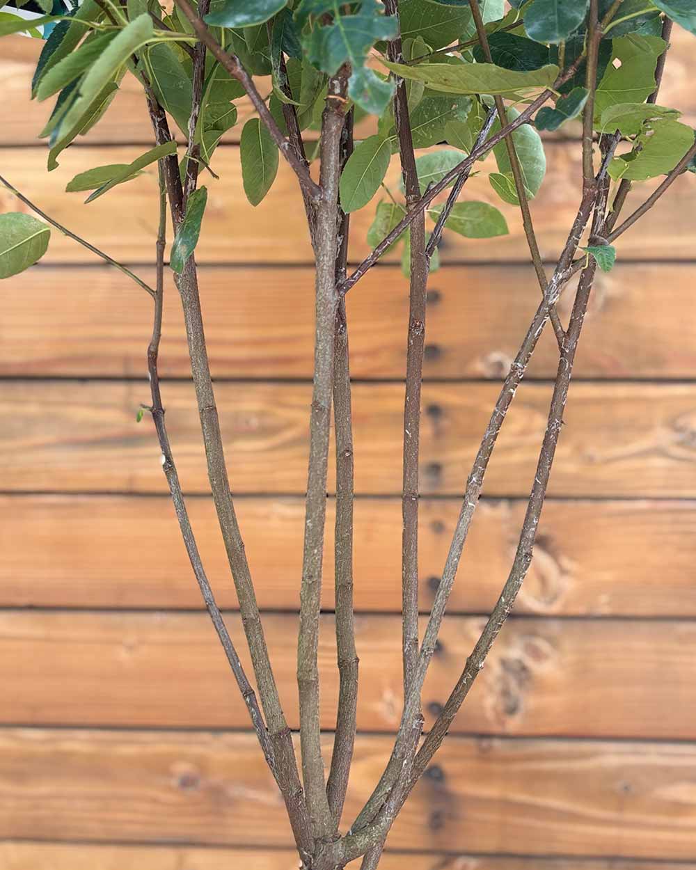 Kupfer-Felsenbirne – Amelanchier × lamarckii (Mehrstämmig)