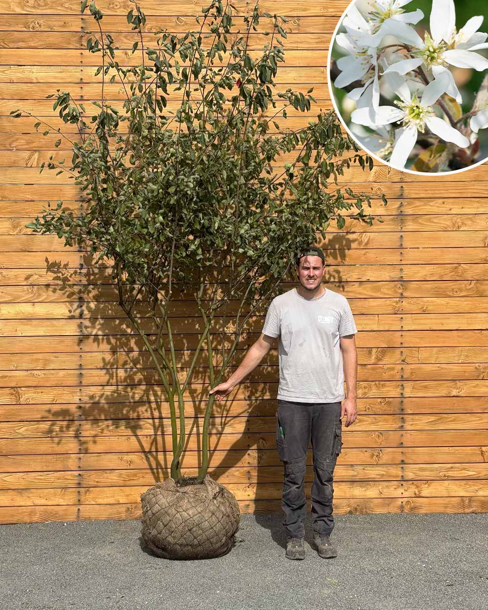 Kupfer-Felsenbirne – Amelanchier × lamarckii (Mehrstämmig) (Pre Sale)