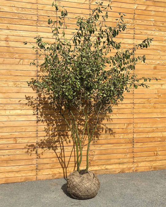 Kupfer-Felsenbirne – Amelanchier × lamarckii (Mehrstämmig) (Pre Sale)