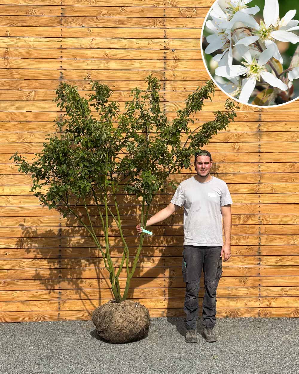 Kupfer-Felsenbirne – Amelanchier × lamarckii (Mehrstämmig) (Pre Sale)