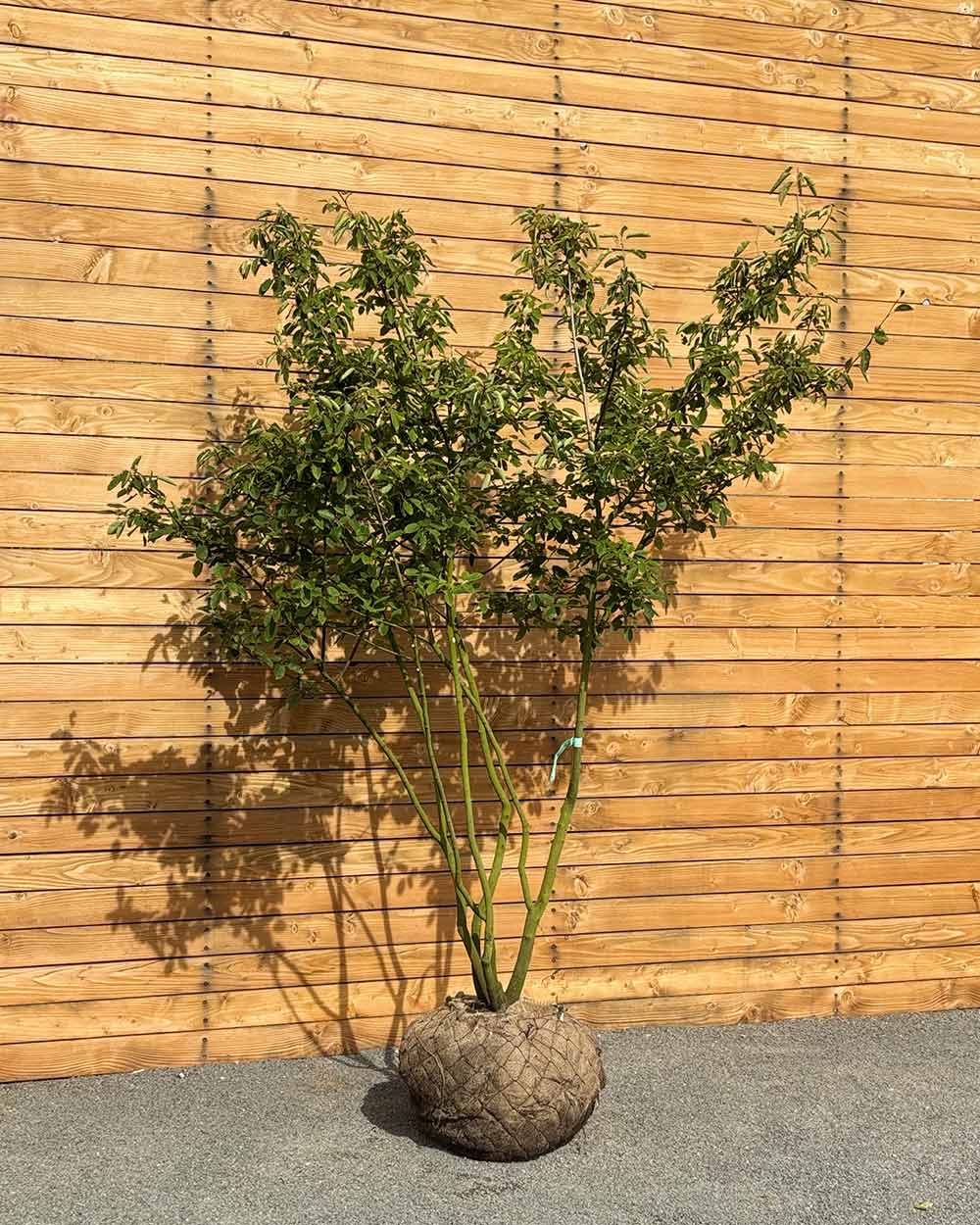 Kupfer-Felsenbirne – Amelanchier × lamarckii (Mehrstämmig) (Pre Sale)