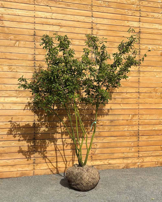Kupfer-Felsenbirne – Amelanchier × lamarckii (Mehrstämmig) (Pre Sale)