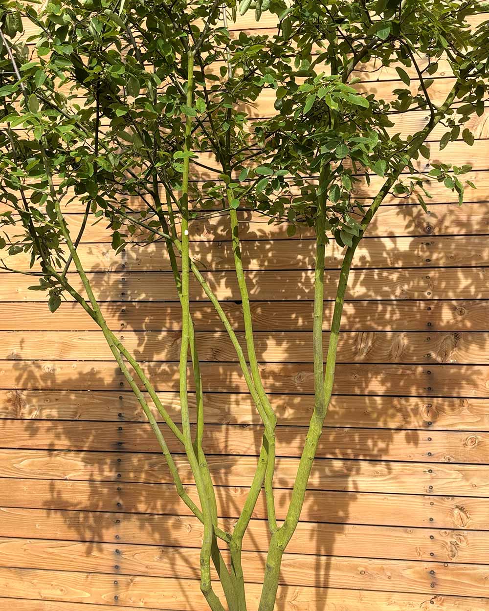 Kupfer-Felsenbirne – Amelanchier × lamarckii (Mehrstämmig) (Pre Sale)