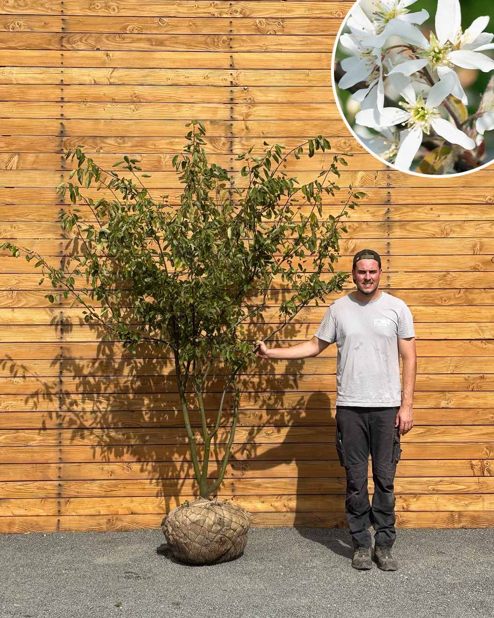 Kupfer-Felsenbirne – Amelanchier × lamarckii (Mehrstämmig) (Pre Sale)