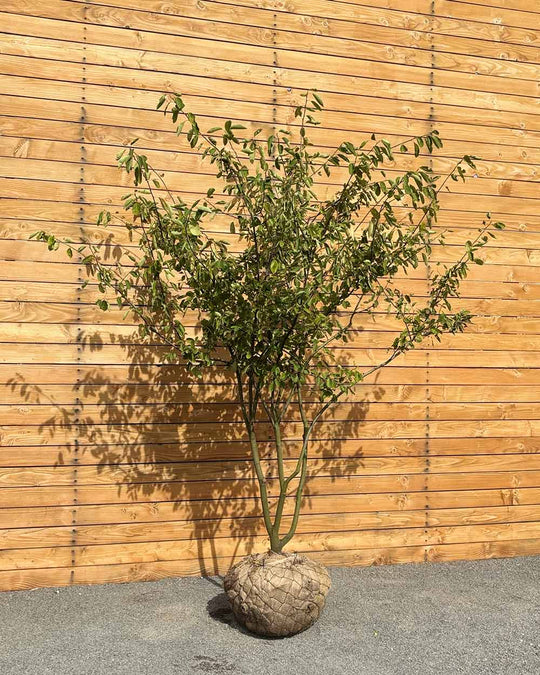 Kupfer-Felsenbirne – Amelanchier × lamarckii (Mehrstämmig) (Pre Sale)