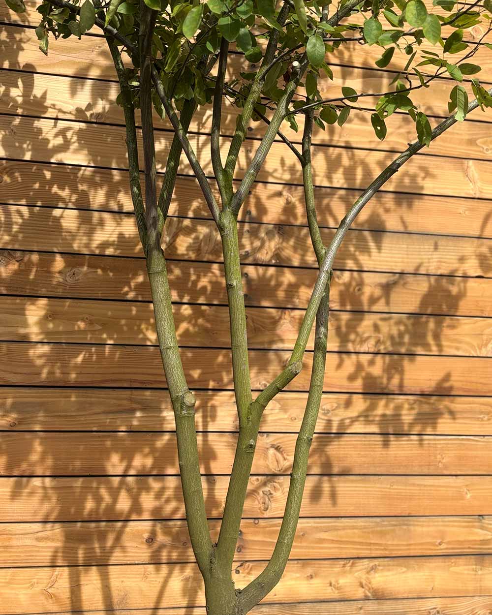 Kupfer-Felsenbirne – Amelanchier × lamarckii (Mehrstämmig) (Pre Sale)