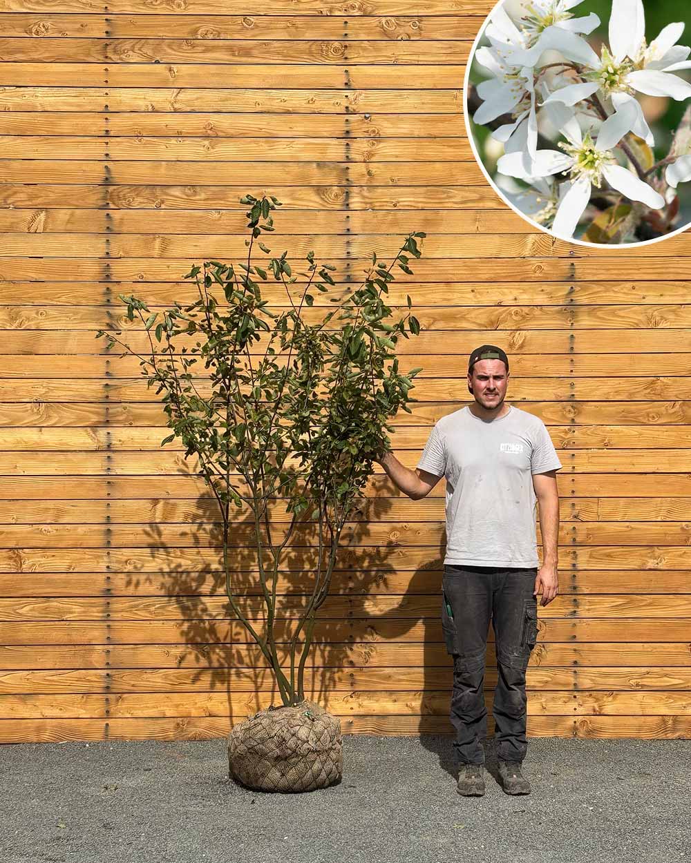 Kupfer-Felsenbirne – Amelanchier × lamarckii (Mehrstämmig) (Pre Sale)