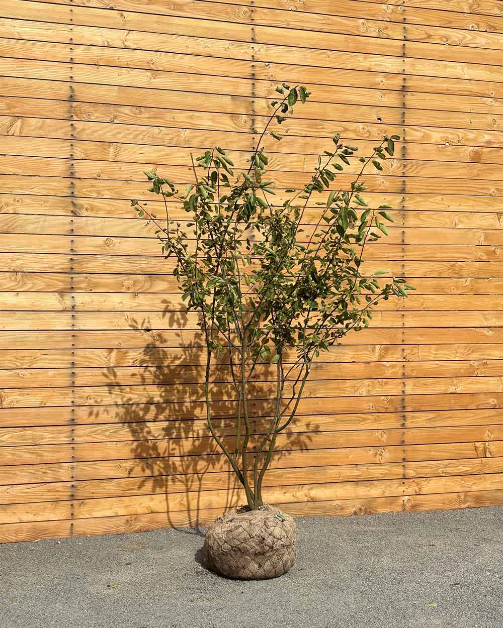 Kupfer-Felsenbirne – Amelanchier × lamarckii (Mehrstämmig) (Pre Sale)