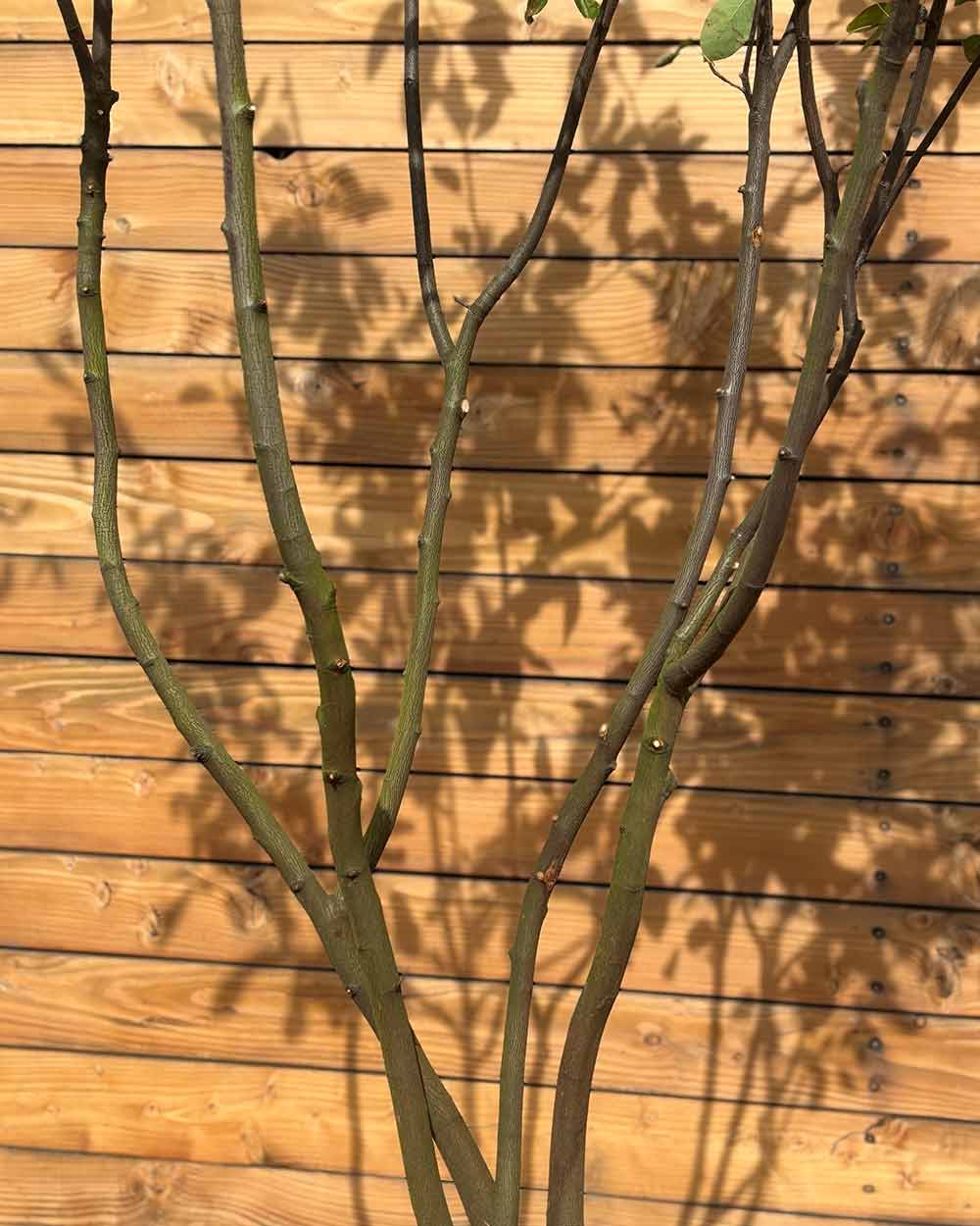 Kupfer-Felsenbirne – Amelanchier × lamarckii (Mehrstämmig) (Pre Sale)