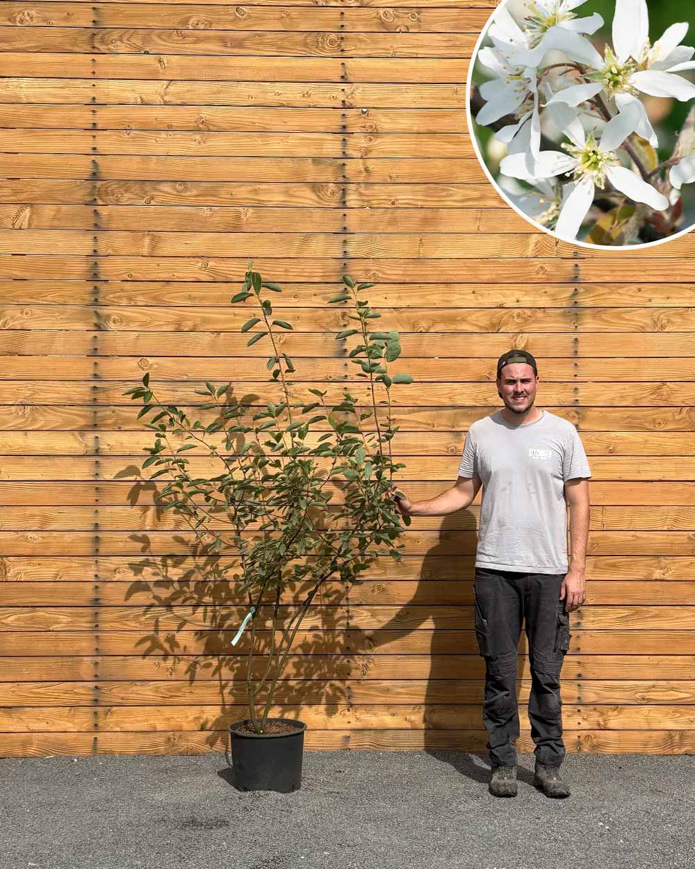 Kupfer-Felsenbirne – Amelanchier × lamarckii (Mehrstämmig) (Pre Sale)