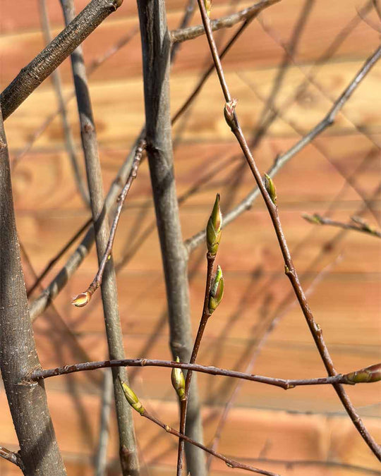 Kupfer-Felsenbirne – Amelanchier lamarckii (Mehrstämmig)