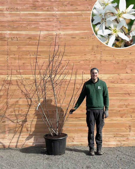 Kupfer-Felsenbirne – Amelanchier lamarckii (Mehrstämmig)