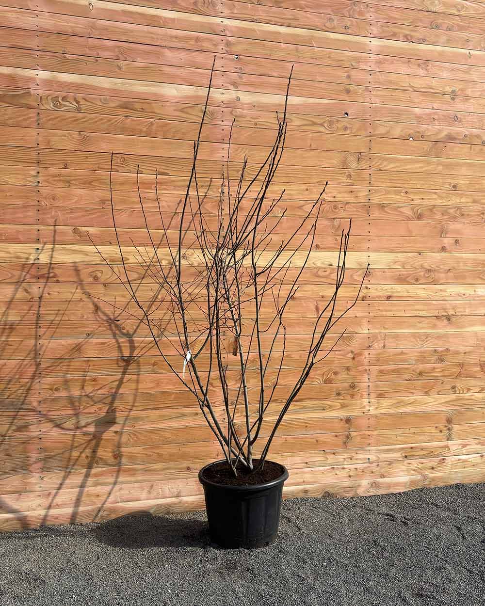 Kupfer-Felsenbirne – Amelanchier lamarckii (Mehrstämmig)