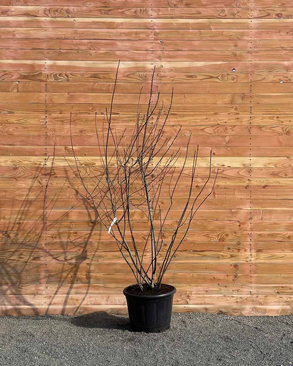 Kupfer-Felsenbirne – Amelanchier lamarckii (Mehrstämmig)