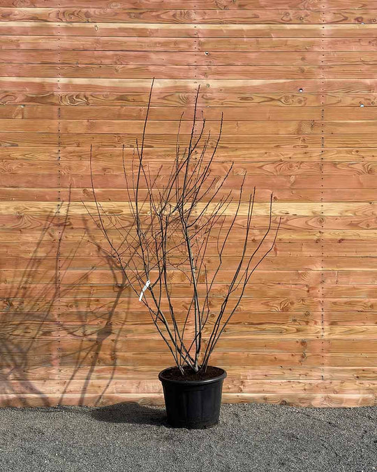 Kupfer-Felsenbirne – Amelanchier lamarckii (Mehrstämmig)