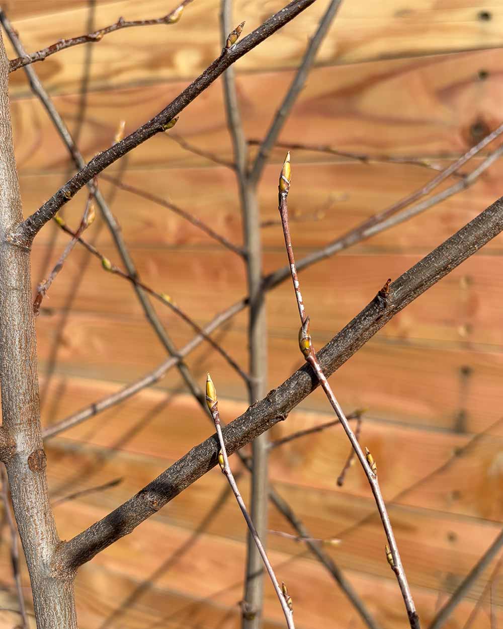 Kupfer-Felsenbirne – Amelanchier lamarckii (Mehrstämmig)