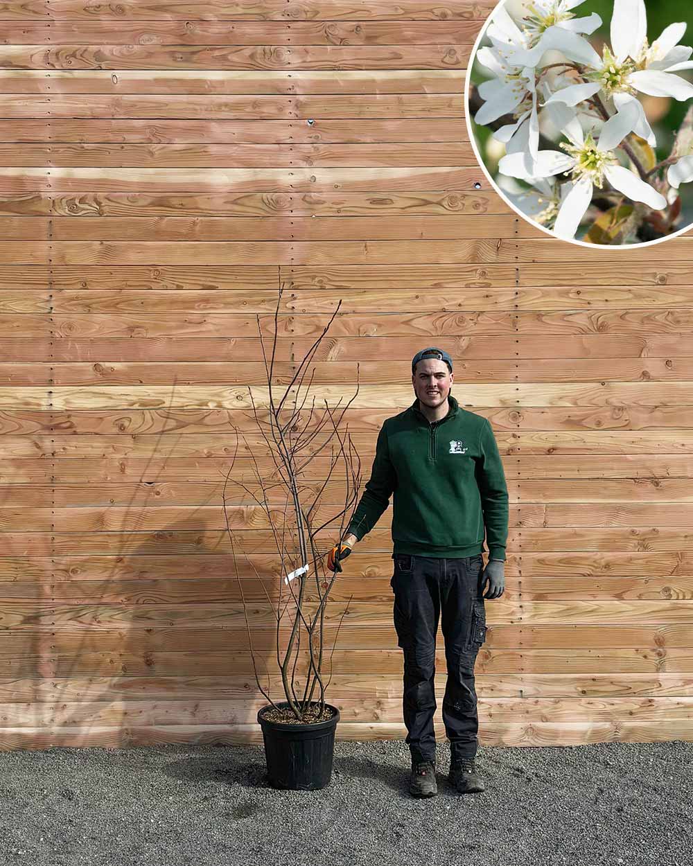 Kupfer-Felsenbirne – Amelanchier lamarckii (Mehrstämmig)