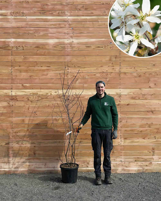 Kupfer-Felsenbirne – Amelanchier lamarckii (Mehrstämmig)