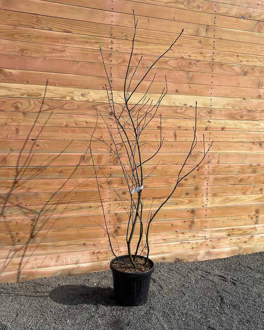 Kupfer-Felsenbirne – Amelanchier lamarckii (Mehrstämmig)