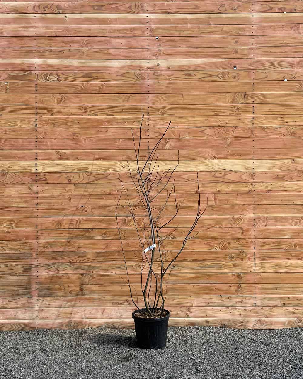 Kupfer-Felsenbirne – Amelanchier lamarckii (Mehrstämmig)