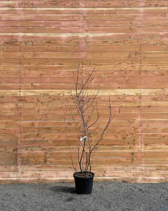 Kupfer-Felsenbirne – Amelanchier lamarckii (Mehrstämmig)