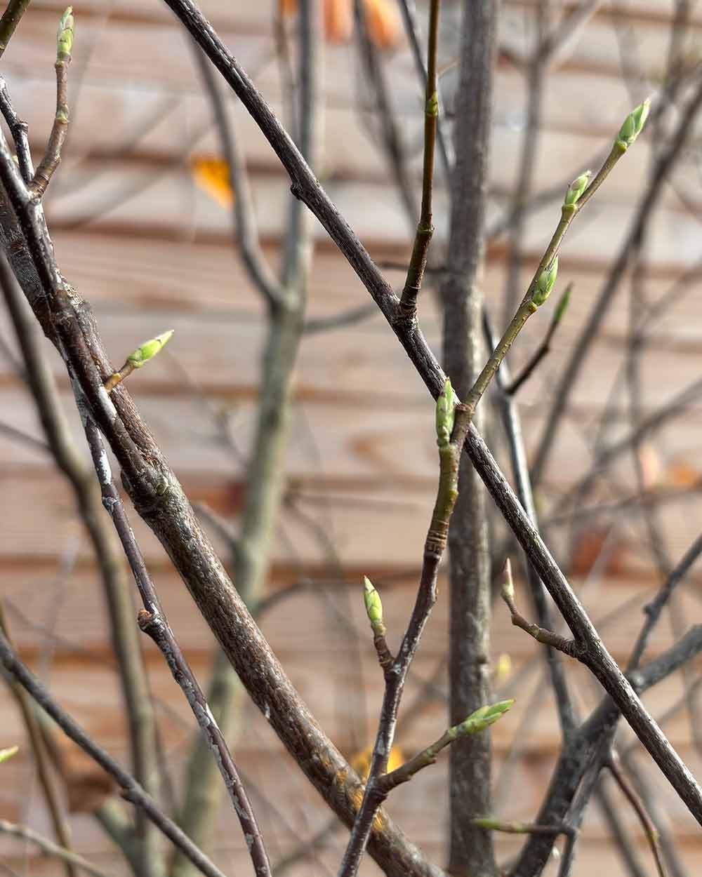 Kupfer-Felsenbirne – Amelanchier lamarckii (Mehrstämmig, Ballen)