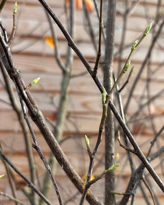 Kupfer-Felsenbirne – Amelanchier lamarckii (Mehrstämmig, Ballen)