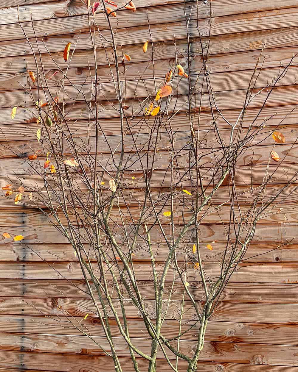 Kupfer-Felsenbirne – Amelanchier lamarckii (Mehrstämmig, Ballen)