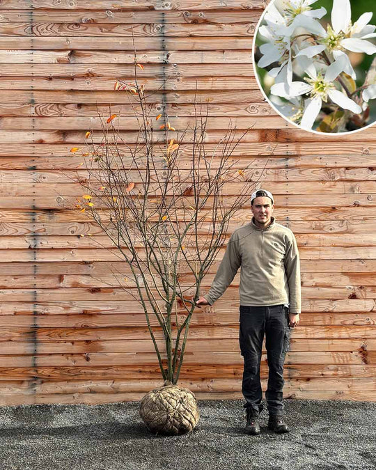 Kupfer-Felsenbirne – Amelanchier lamarckii (Mehrstämmig, Ballen)