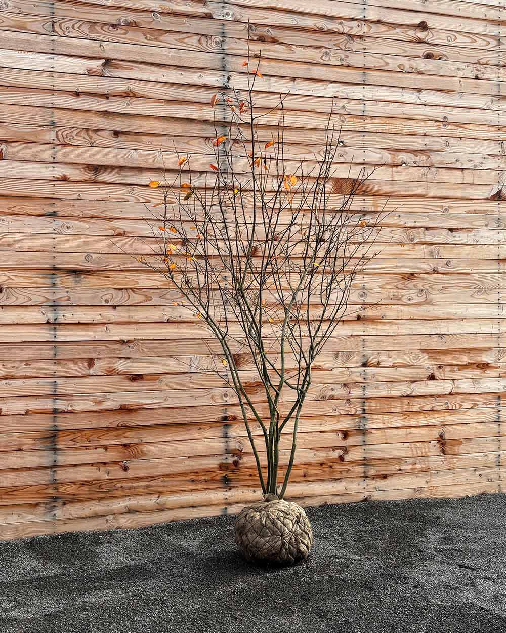 Kupfer-Felsenbirne – Amelanchier lamarckii (Mehrstämmig, Ballen)