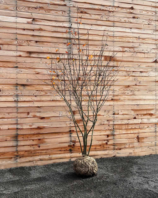 Kupfer-Felsenbirne – Amelanchier lamarckii (Mehrstämmig, Ballen)