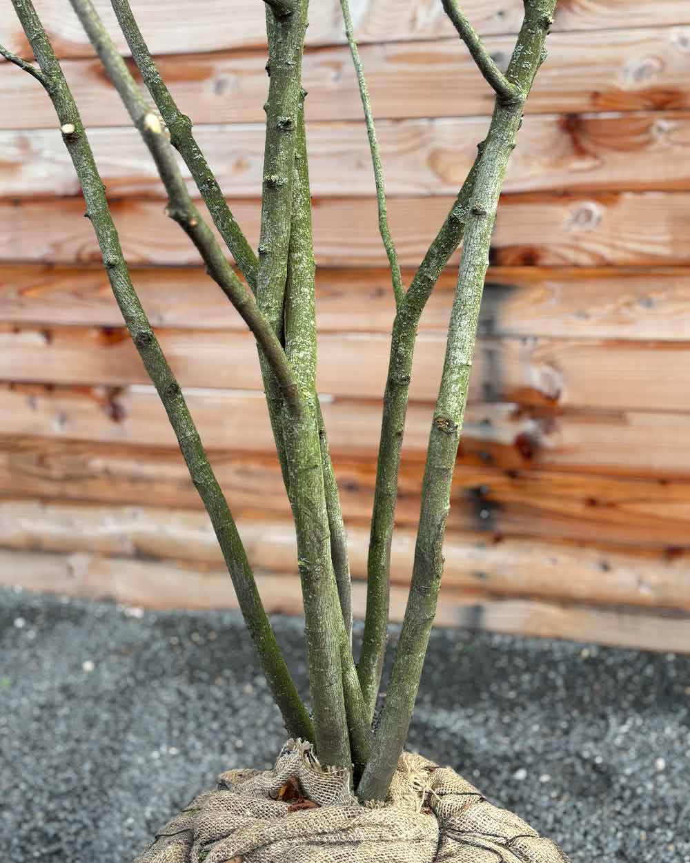 Kupfer-Felsenbirne – Amelanchier lamarckii (Mehrstämmig, Ballen)