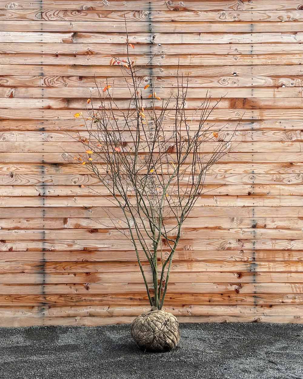 Kupfer-Felsenbirne – Amelanchier lamarckii (Mehrstämmig, Ballen)