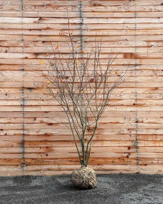 Kupfer-Felsenbirne – Amelanchier lamarckii (Mehrstämmig, Ballen)