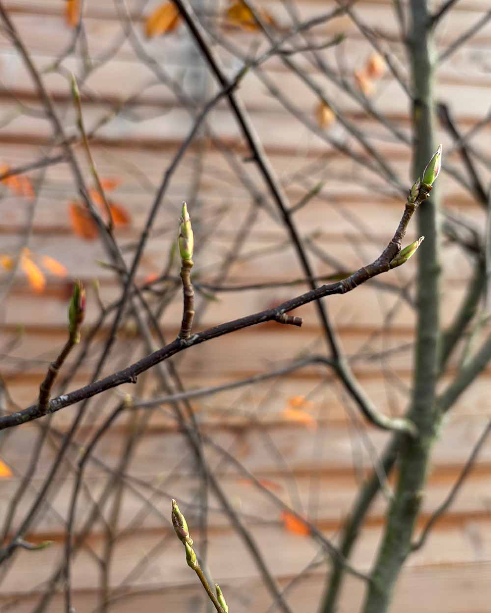Kupfer-Felsenbirne – Amelanchier lamarckii (Mehrstämmig, Ballen)