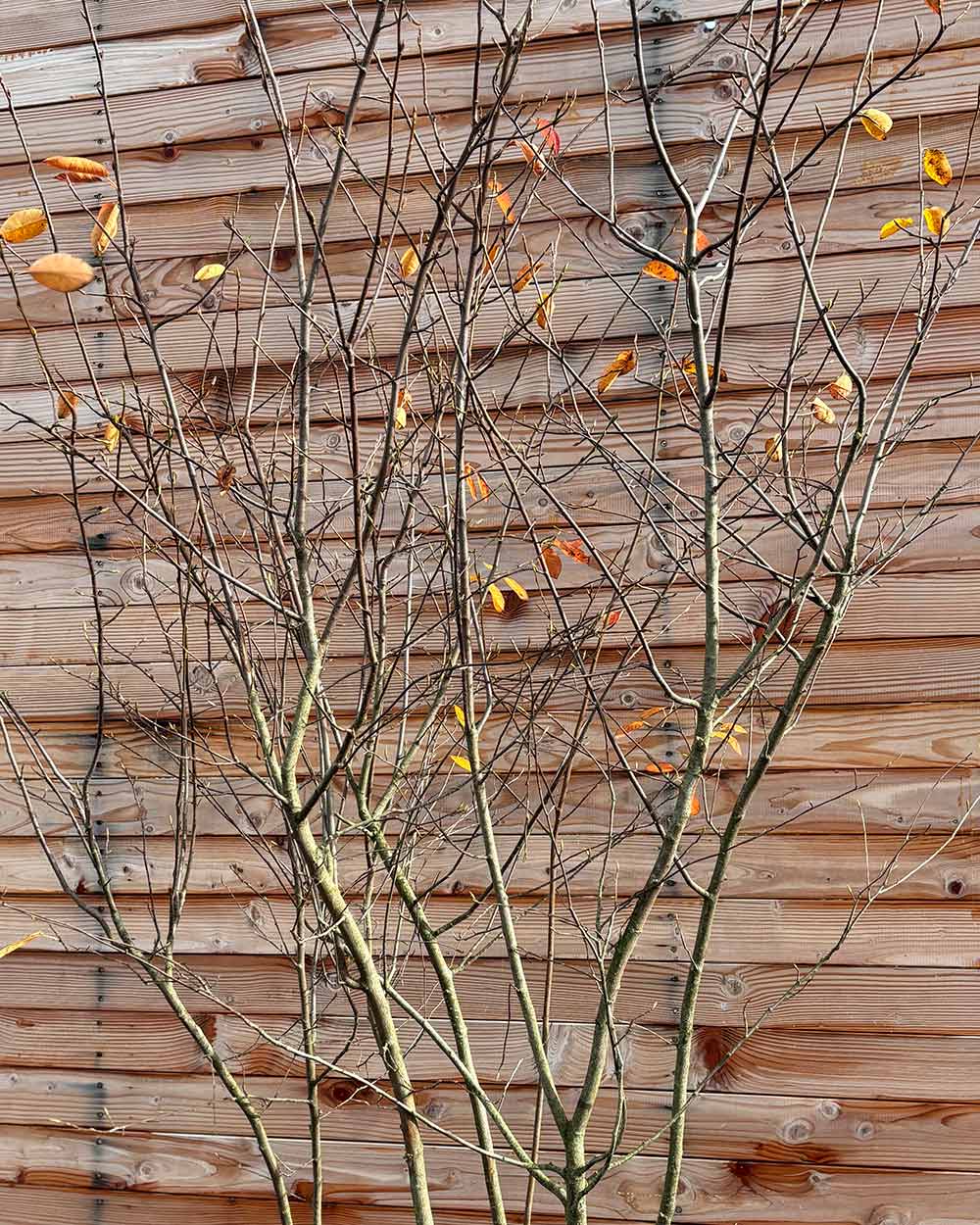 Kupfer-Felsenbirne – Amelanchier lamarckii (Mehrstämmig, Ballen)