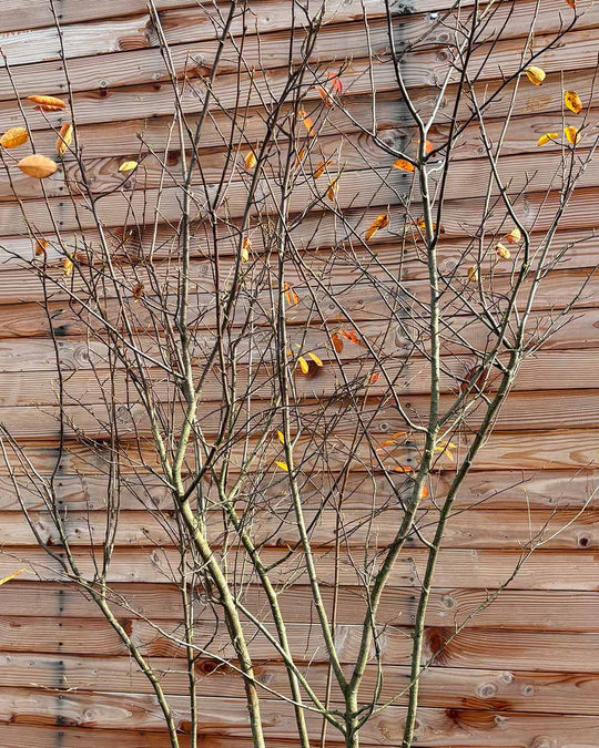 Kupfer-Felsenbirne – Amelanchier lamarckii (Mehrstämmig, Ballen)