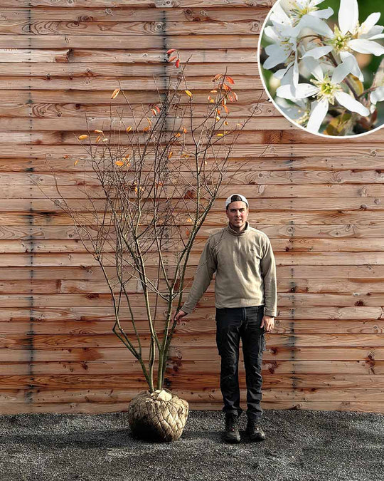 Kupfer-Felsenbirne – Amelanchier lamarckii (Mehrstämmig, Ballen)