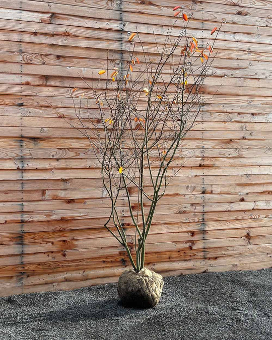 Kupfer-Felsenbirne – Amelanchier lamarckii (Mehrstämmig, Ballen)