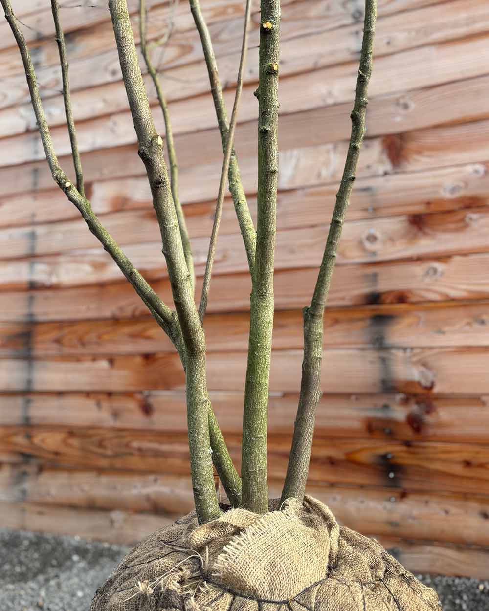 Kupfer-Felsenbirne – Amelanchier lamarckii (Mehrstämmig, Ballen)