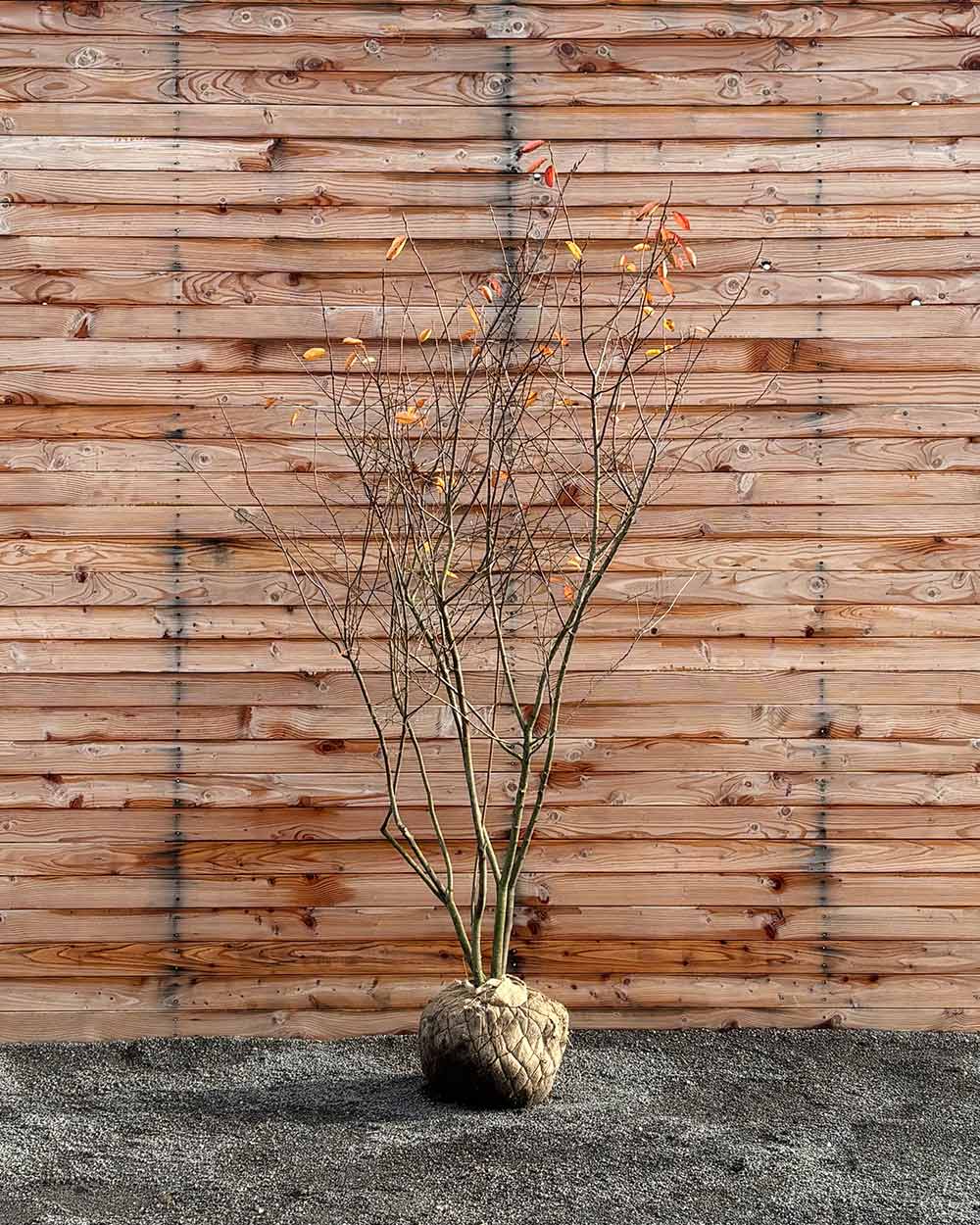 Kupfer-Felsenbirne – Amelanchier lamarckii (Mehrstämmig, Ballen)