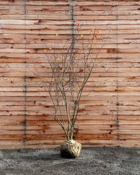 Kupfer-Felsenbirne – Amelanchier lamarckii (Mehrstämmig, Ballen)