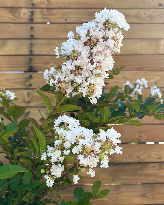 Lagerströmie – Lagerstroemia indica S (Mehrstämmig)