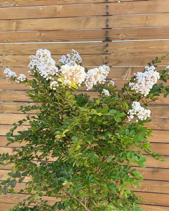 Lagerströmie – Lagerstroemia indica S (Mehrstämmig)