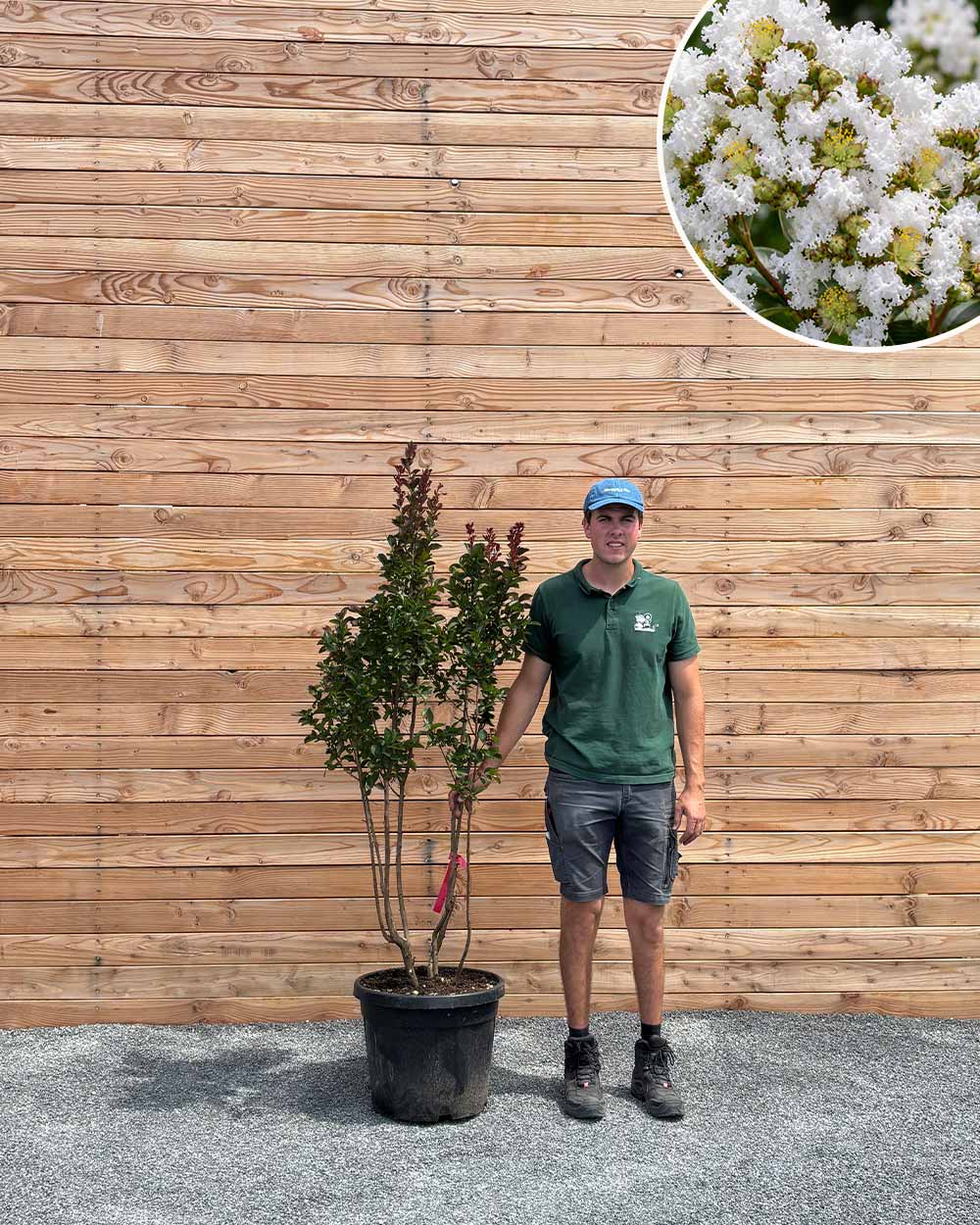 Lagerströmie – Lagerstroemia indica (Mehrstämmig)