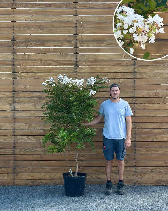 Lagerströmie – Lagerstroemia indica S (Mehrstämmig)