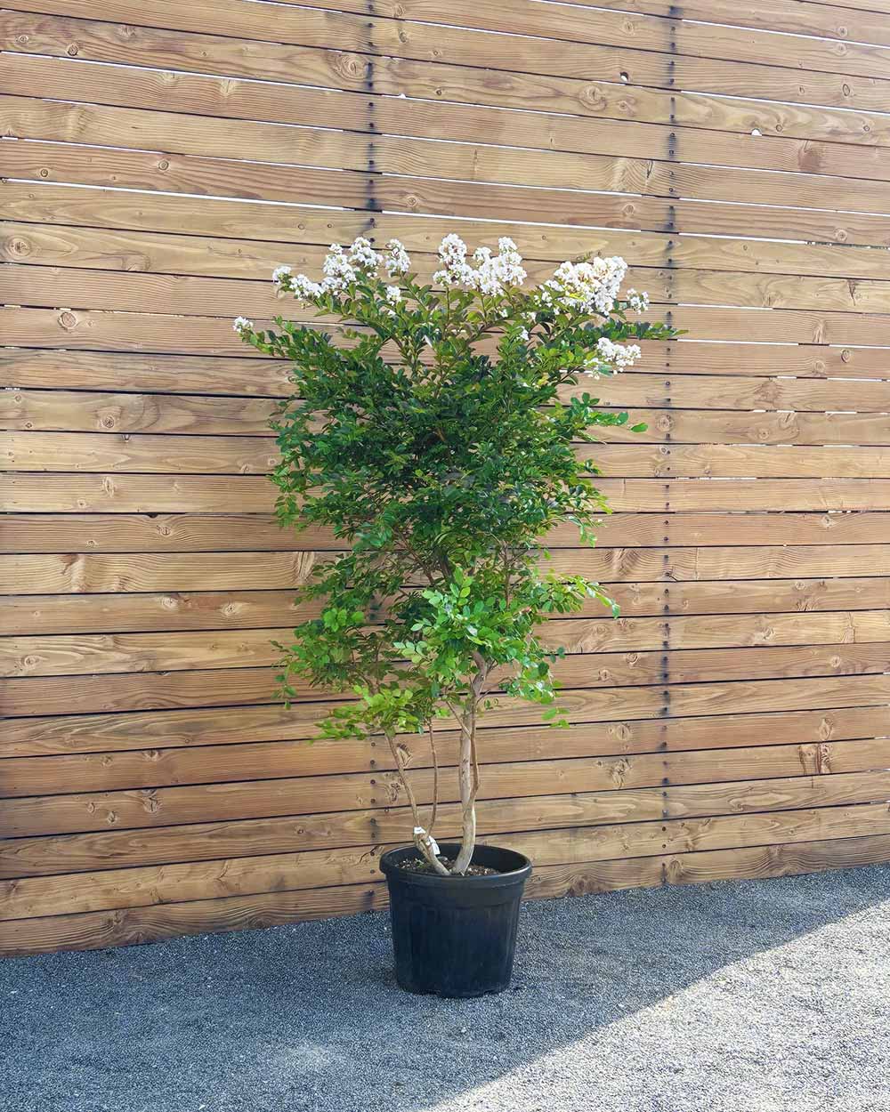 Lagerströmie – Lagerstroemia indica S (Mehrstämmig)