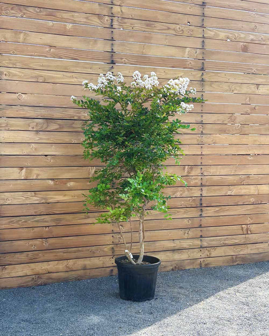Lagerströmie – Lagerstroemia indica S (Mehrstämmig)